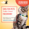 Shelter Pets Take Over Facebook!